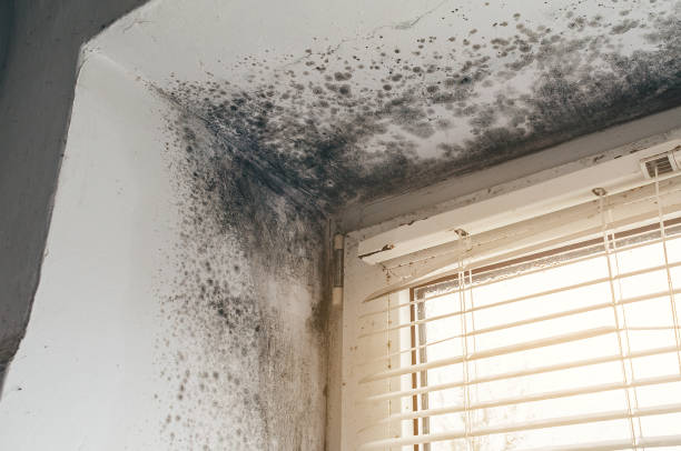 Trusted Commercial Mold Remediation service in Fremont, MI - Cheap Mold Removal
