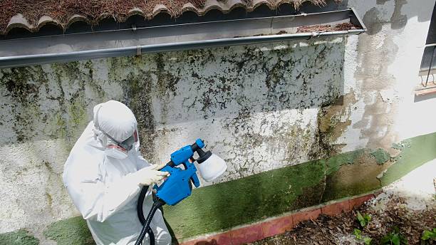 Top rated local Mold Remediation specialists in Fremont, MI